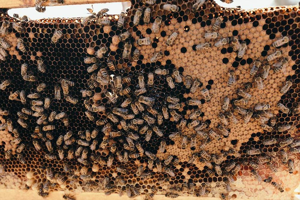 康考迪亚遗产花园养蜂场的蜜蜂