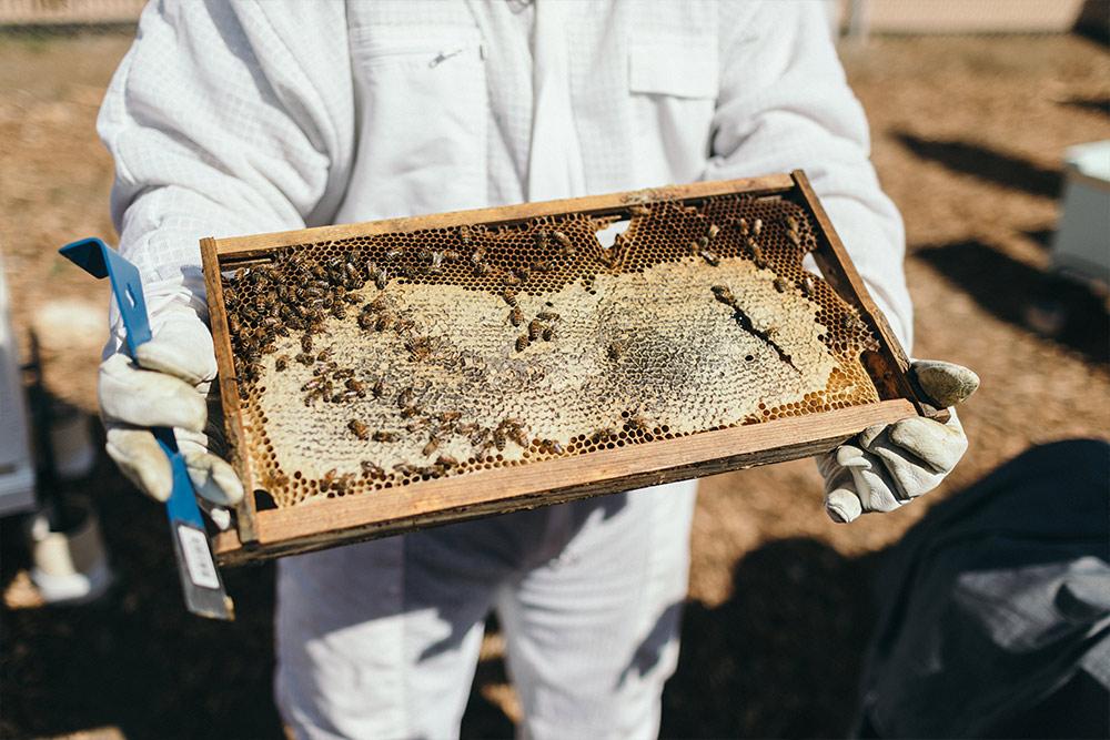 一位养蜂人在传统花园中拿着一个蜂房.